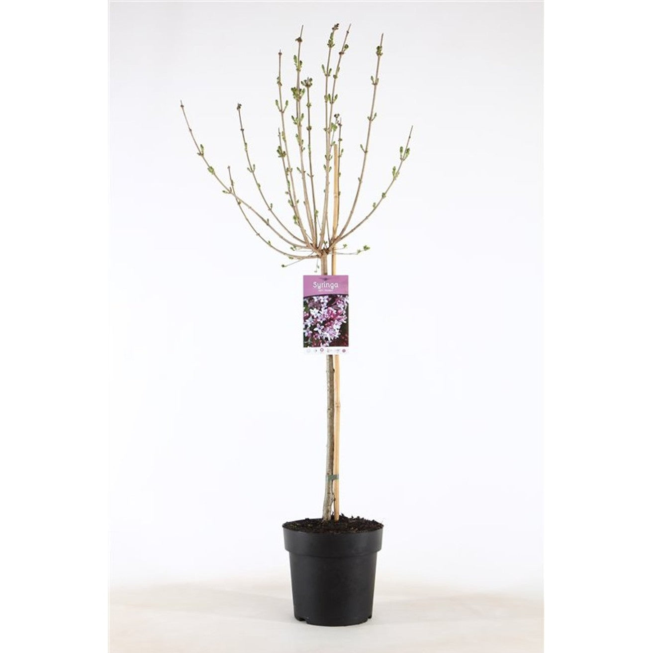 Syren – Syringa meyeri 'Palibin' - 60 CM Stem C3